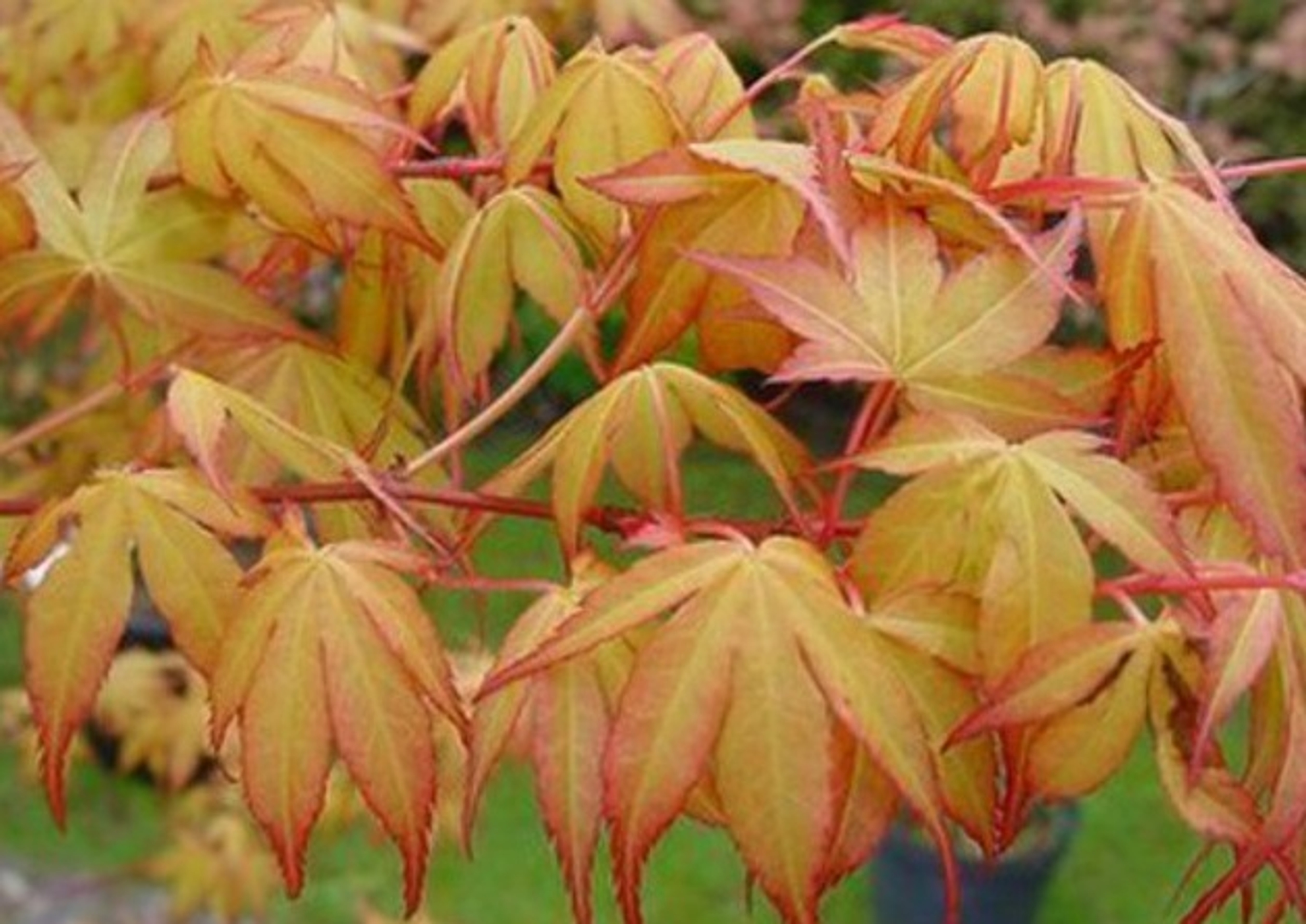 Acer Japanese Maples Golden and Orange Leaf